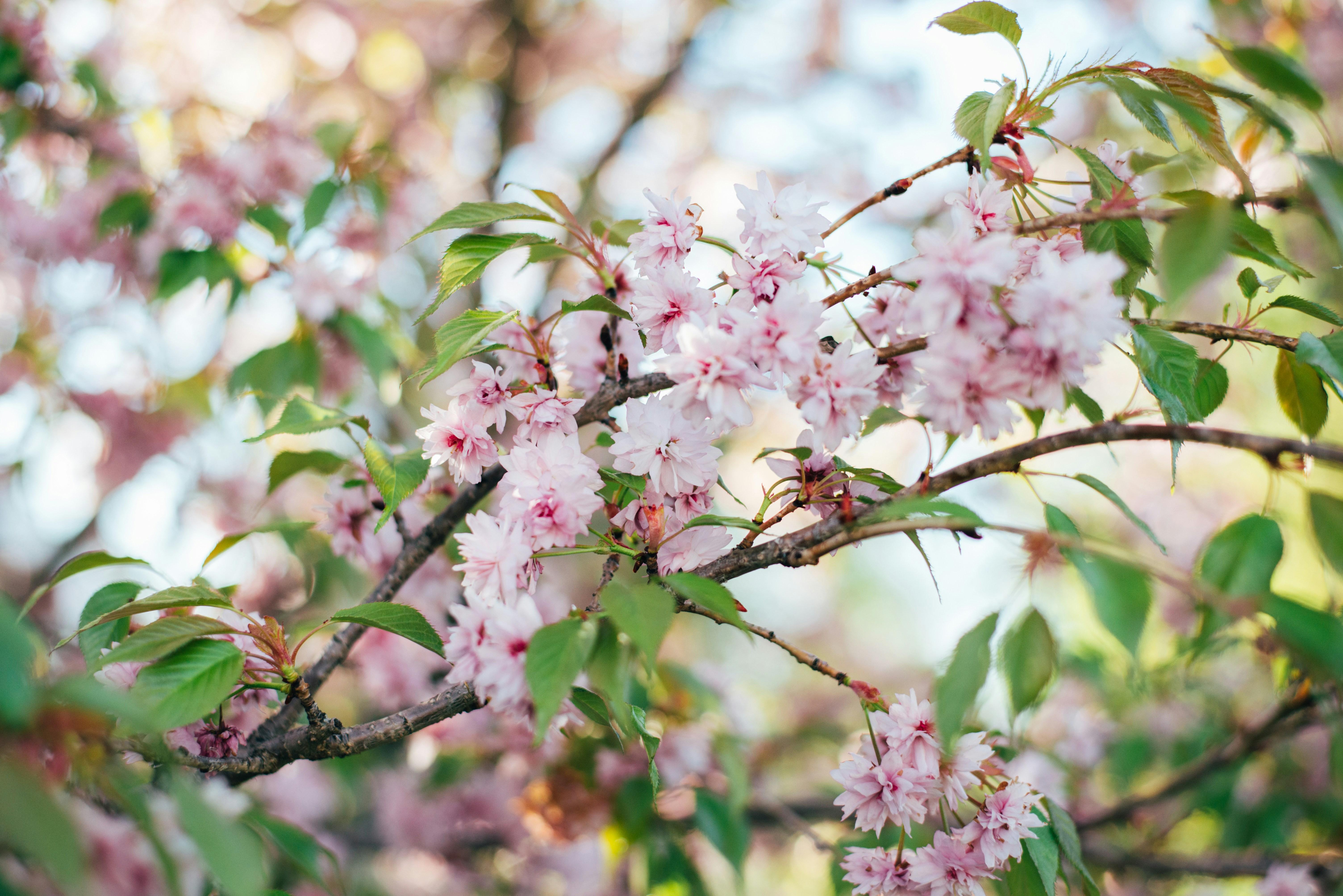 Photo by theroamingwildstead