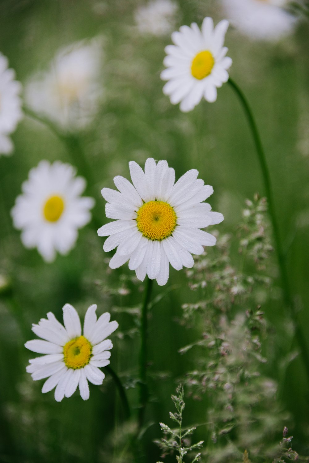 a bunch of daisies that are growing in a field
