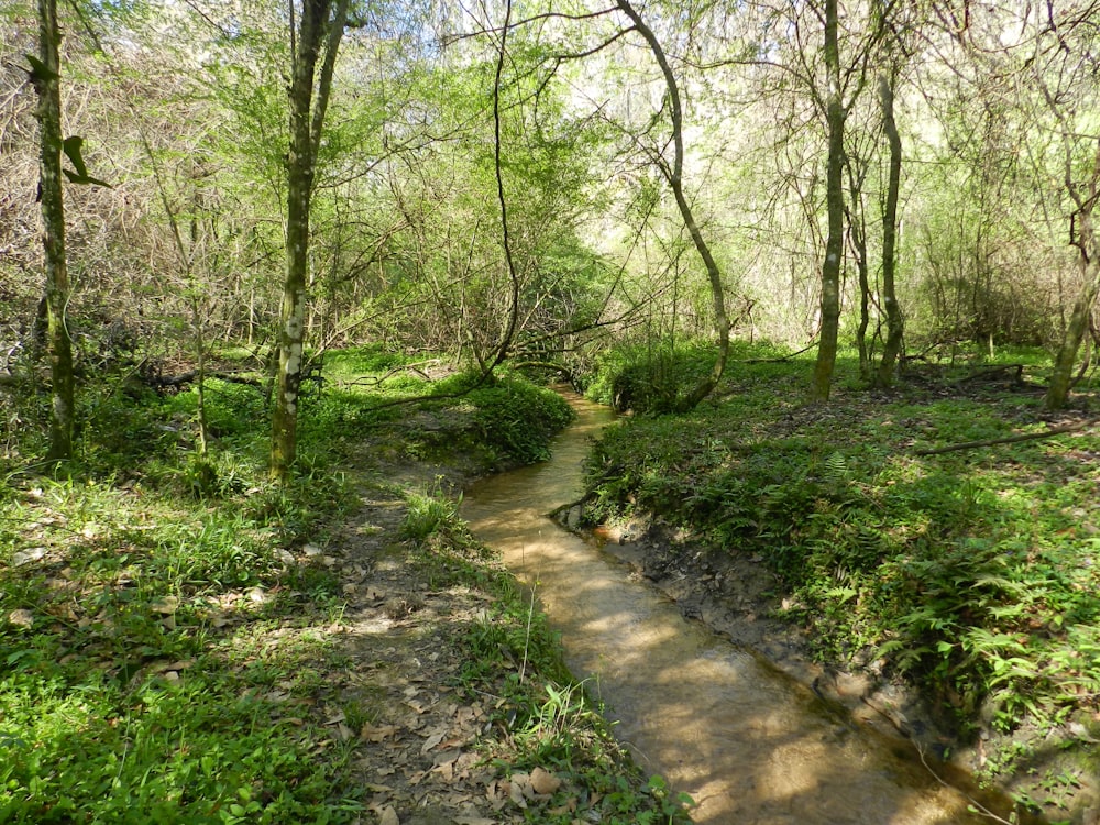 a small stream running through a lush green forest