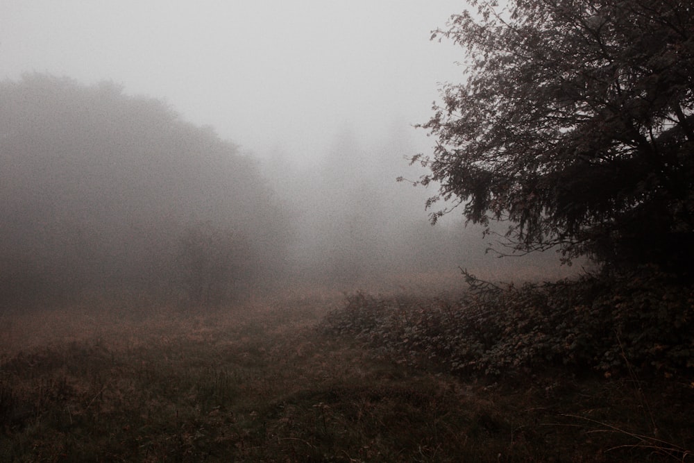 a foggy field with trees and bushes in the foreground