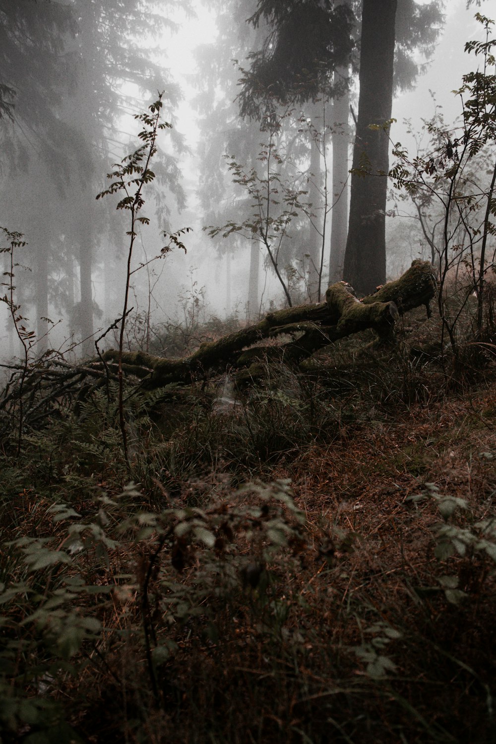 a forest filled with lots of trees covered in fog