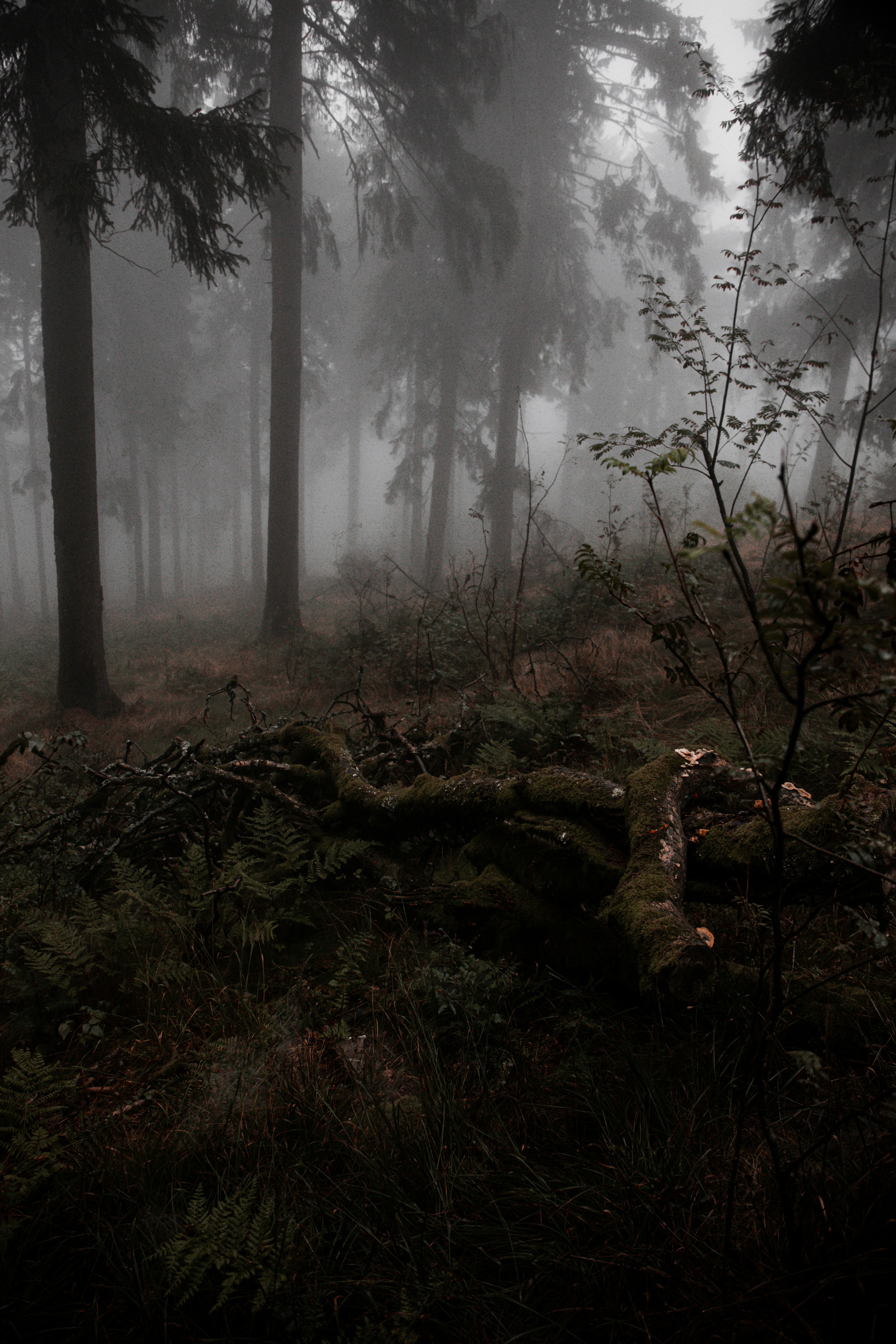 a forest filled with lots of trees covered in fog