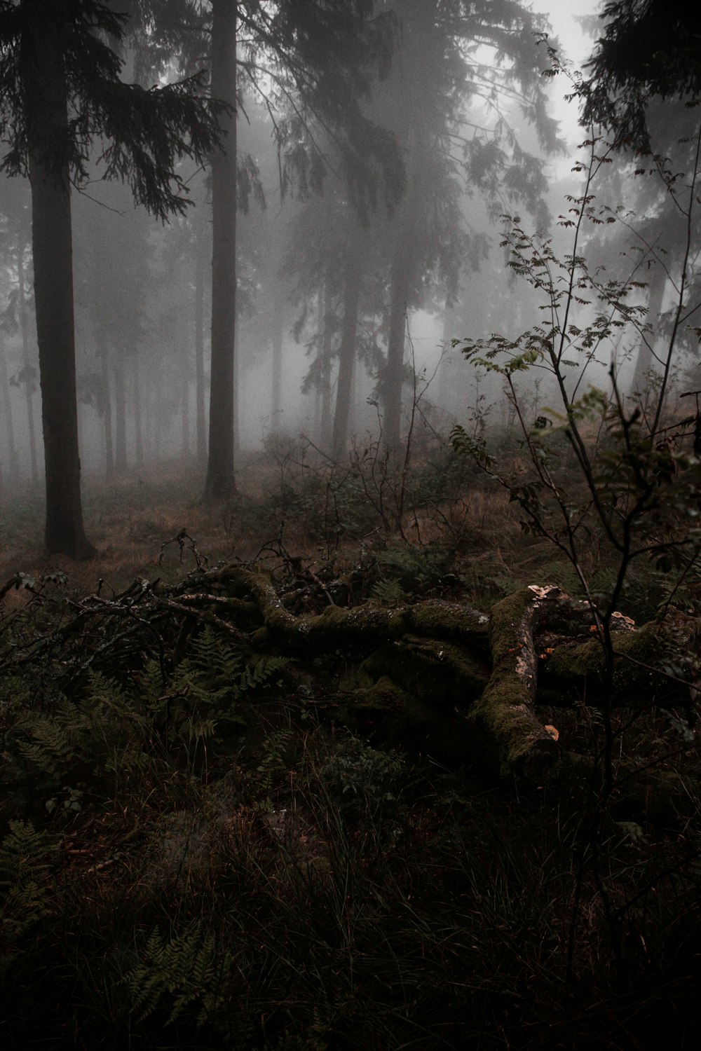 a forest filled with lots of trees covered in fog