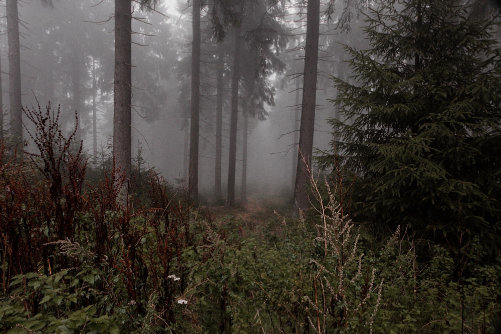 a foggy forest filled with lots of tall trees