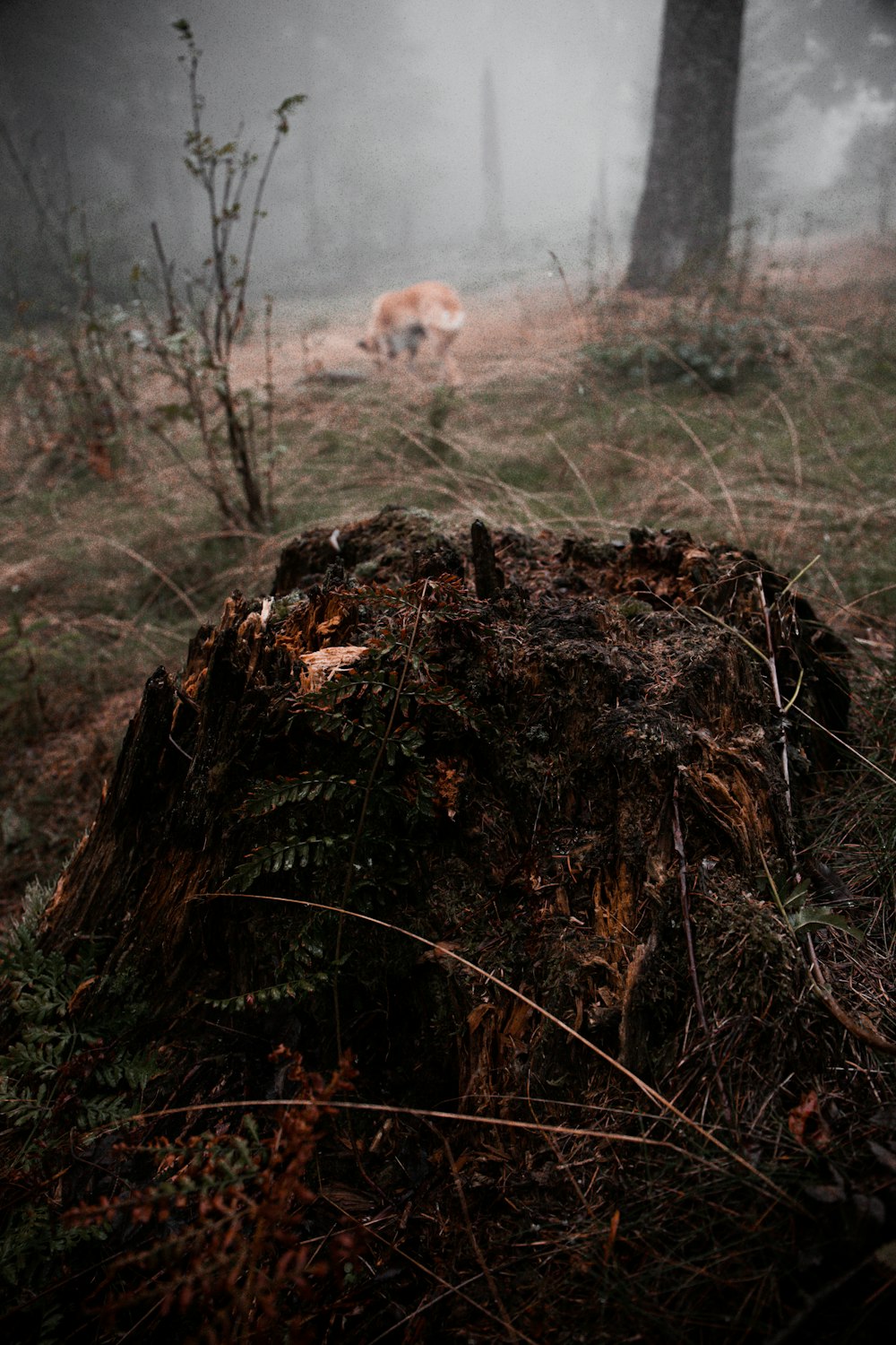 a tree stump in the middle of a forest on a foggy day