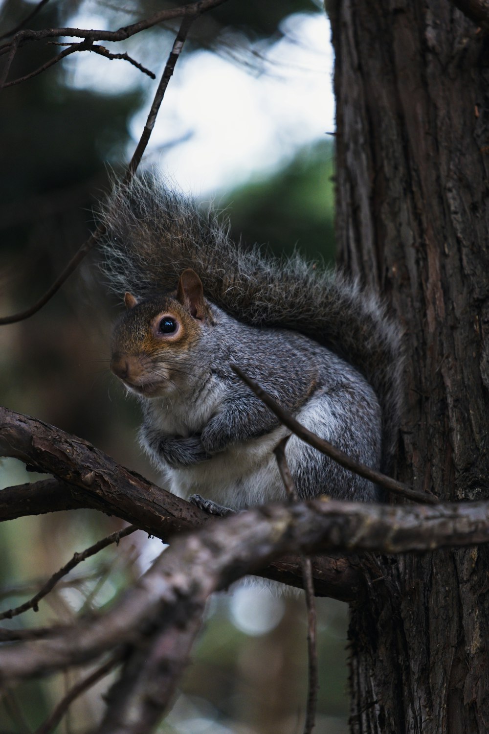 a squirrel is sitting on a tree branch