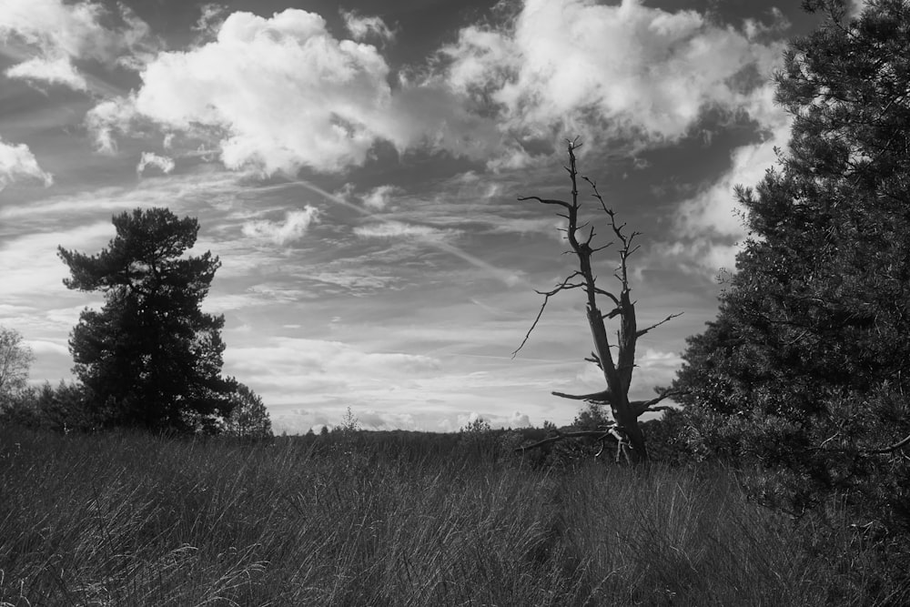 a black and white photo of a tree in a field