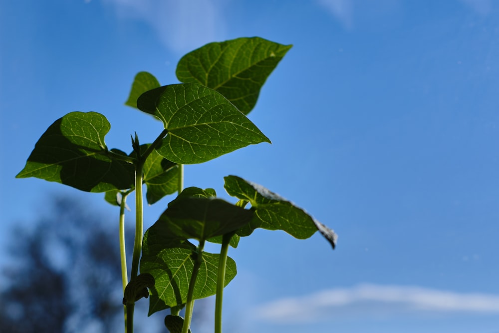 a close up of a plant with a blue sky in the background