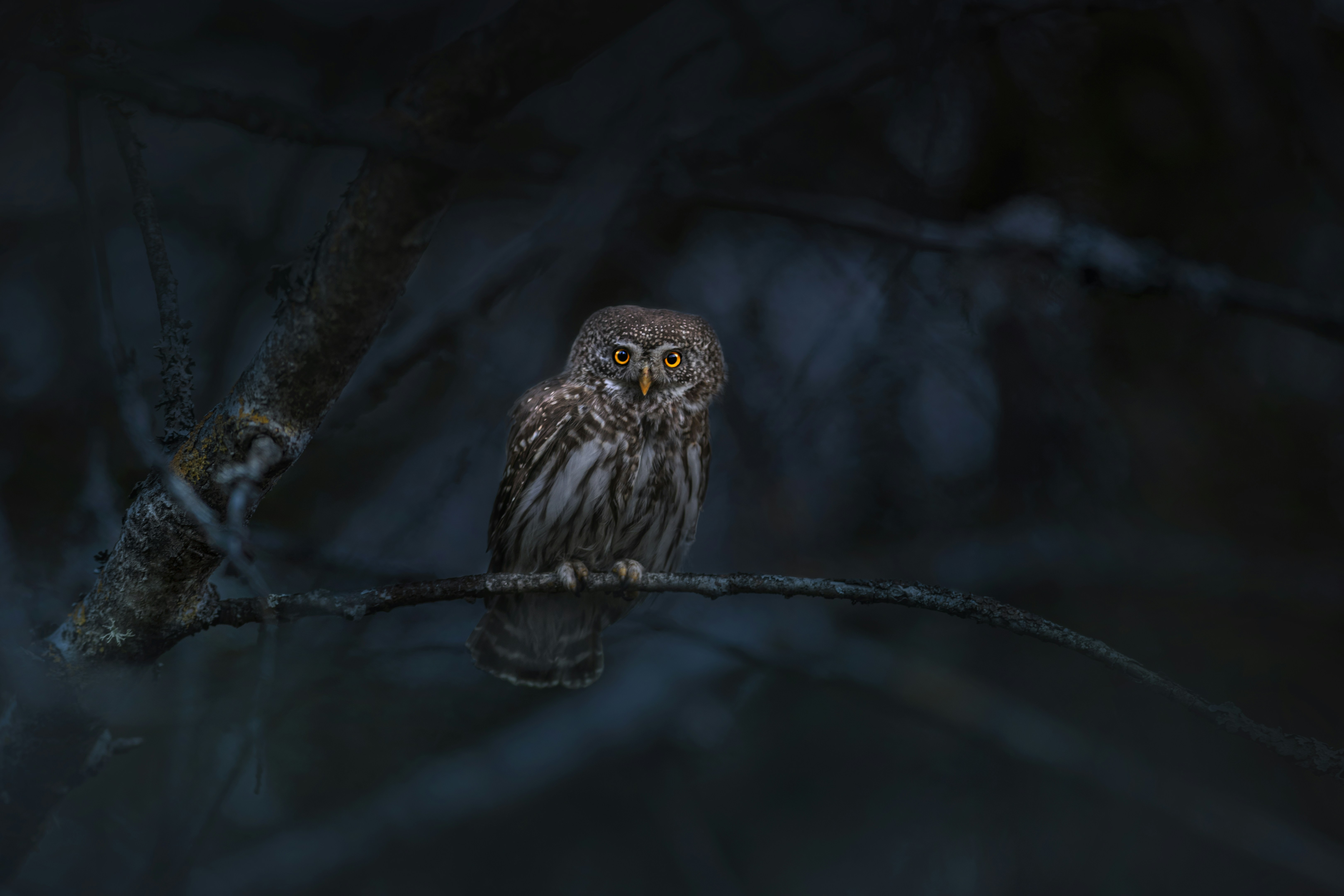 Photo by erik_karits