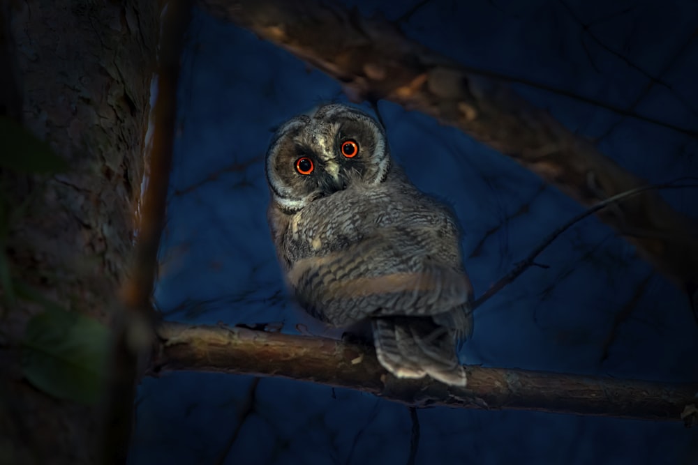 an owl sitting on a tree branch with red eyes