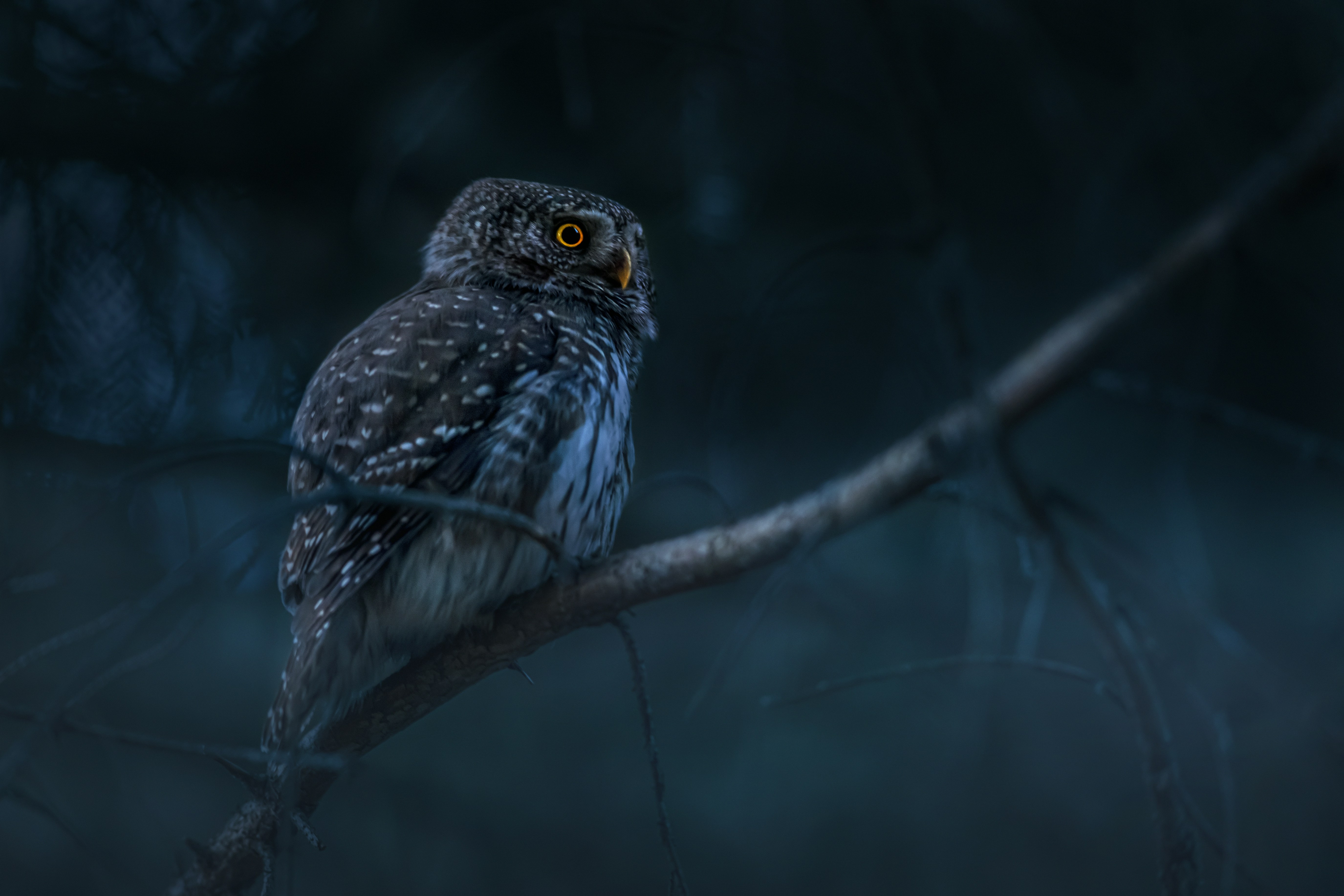 Night Creatures in Daylight Hours (image credits: unsplash)