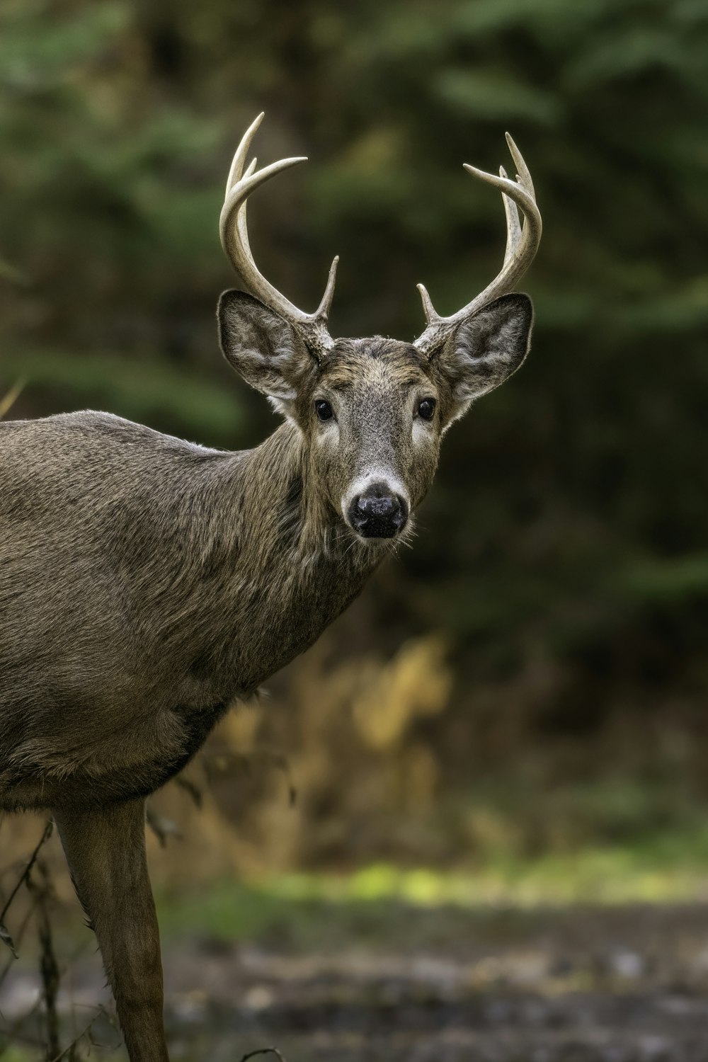 a close up of a deer with antlers on it's head