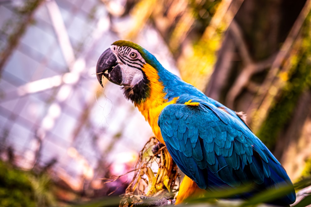 a blue and yellow parrot sitting on top of a tree branch