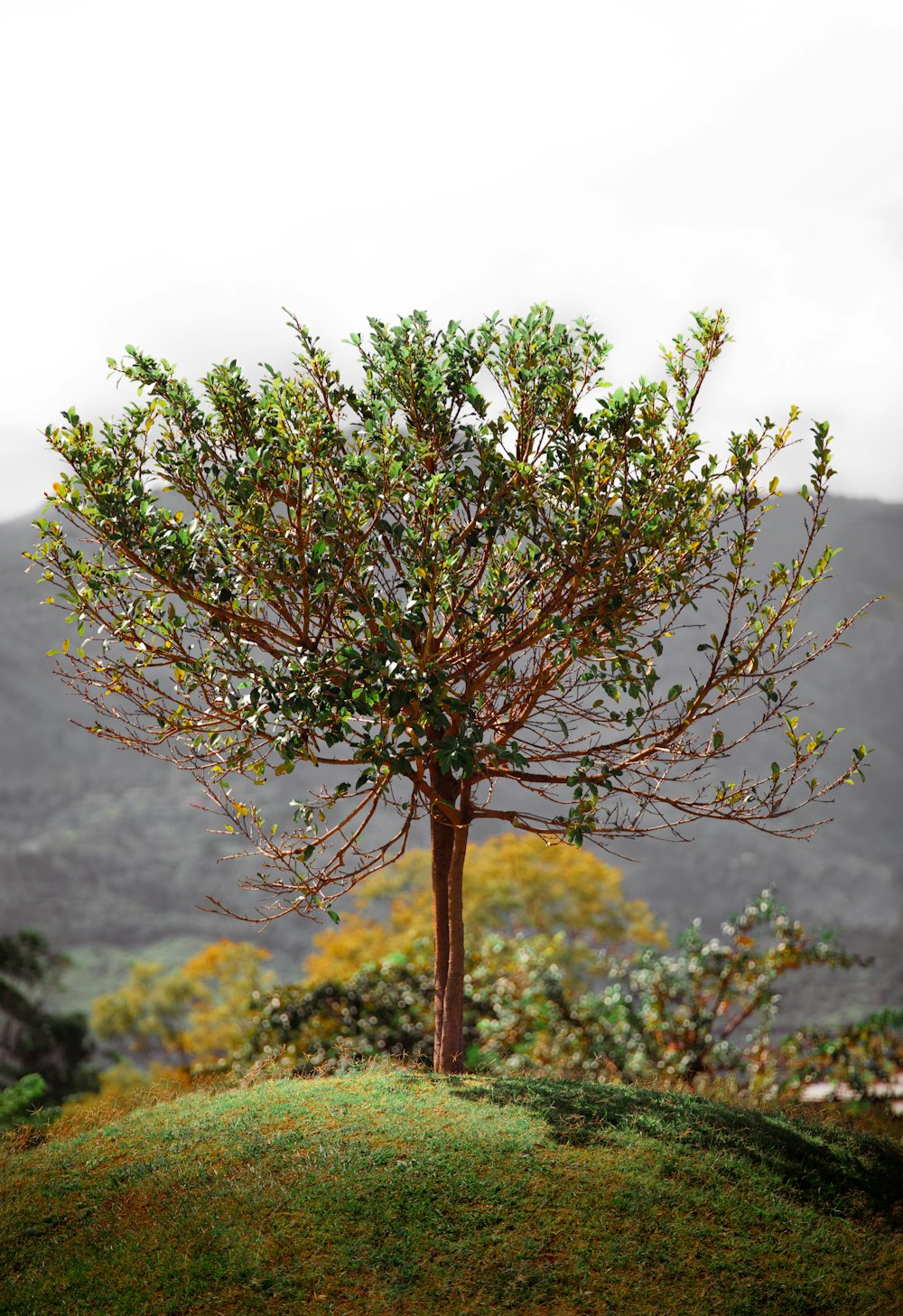 a small tree on top of a green hill