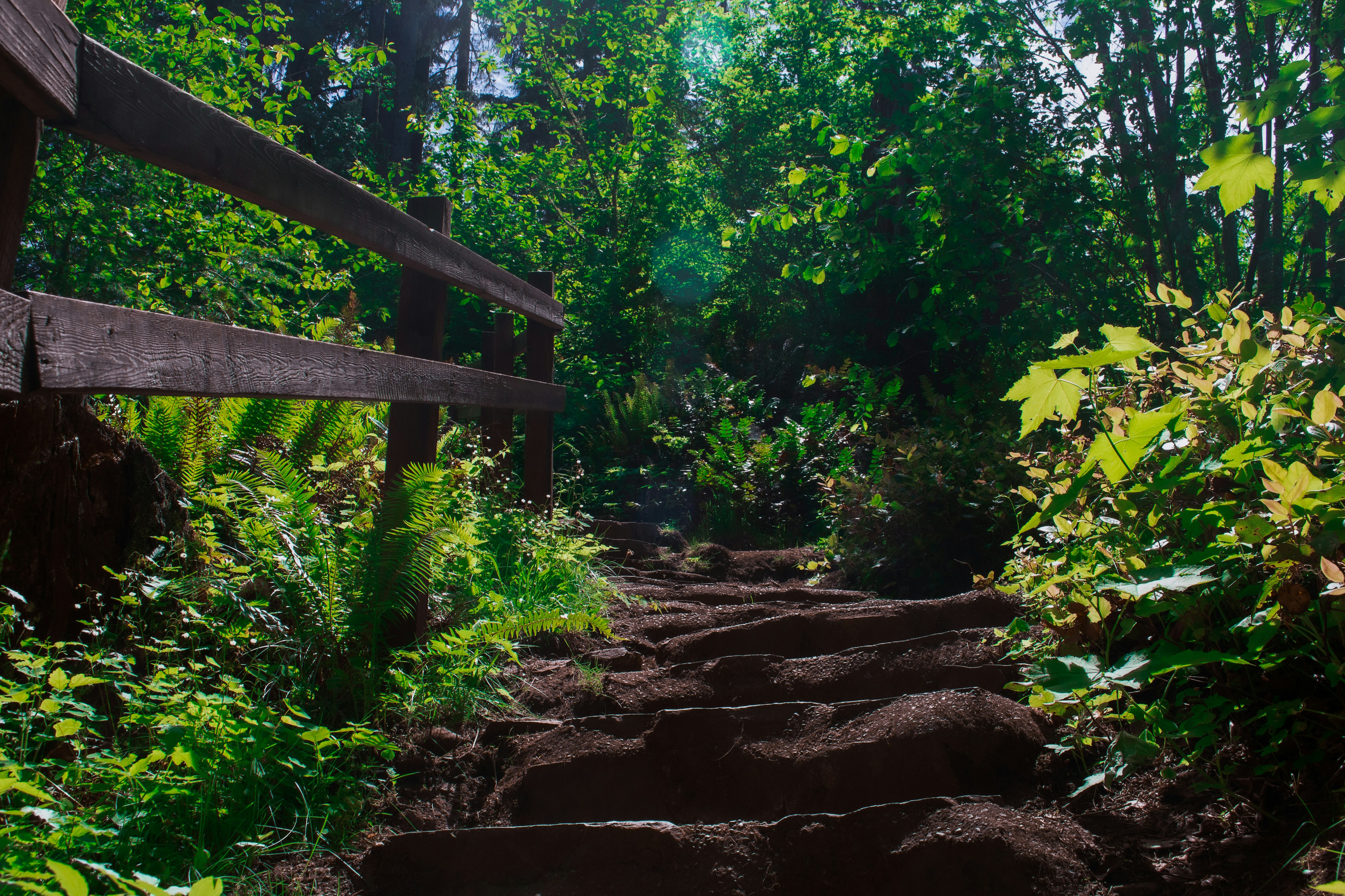 a set of steps leading through a forest