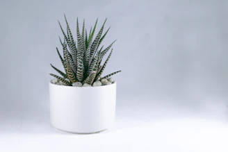 Close-up of minimalist desktop pots with small succulents, highlighting smooth textures and clean lines.