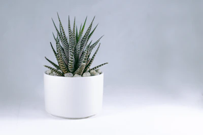 Close-up of minimalist desktop pots with small succulents, highlighting smooth textures and clean lines.