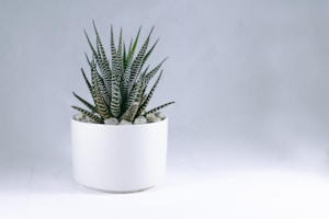 Minimalist Planters
