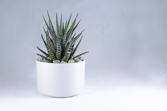 A small green succulent plant with patterned leaves is placed in a simple, white cylindrical pot filled with small stones. The background is a smooth, light gray color that enhances the minimalist and serene feel of the setup.