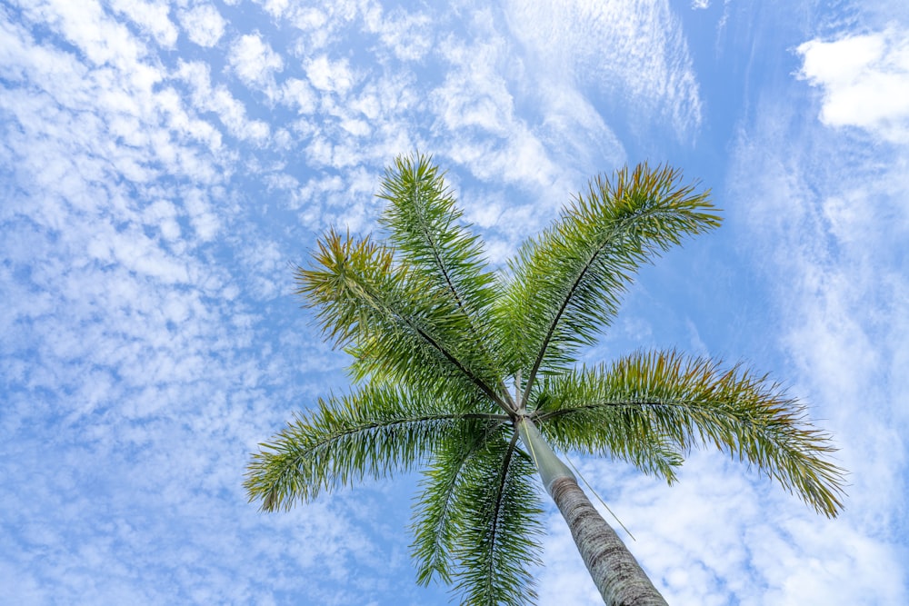 una palmera con un cielo azul en el fondo