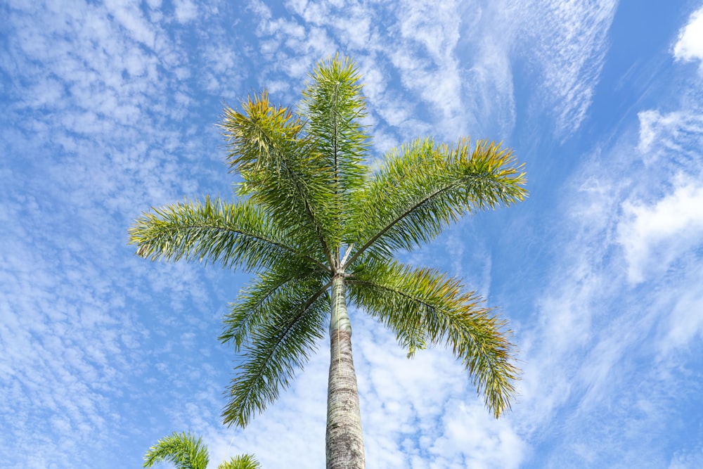 una palmera con un cielo azul en el fondo