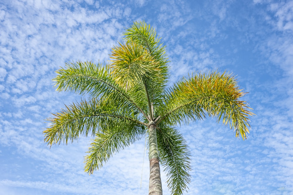 a palm tree with a blue sky in the background