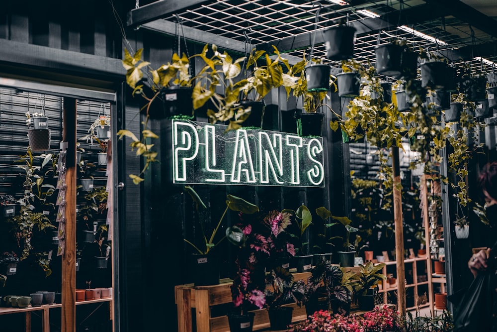 a plant shop with plants hanging from the ceiling