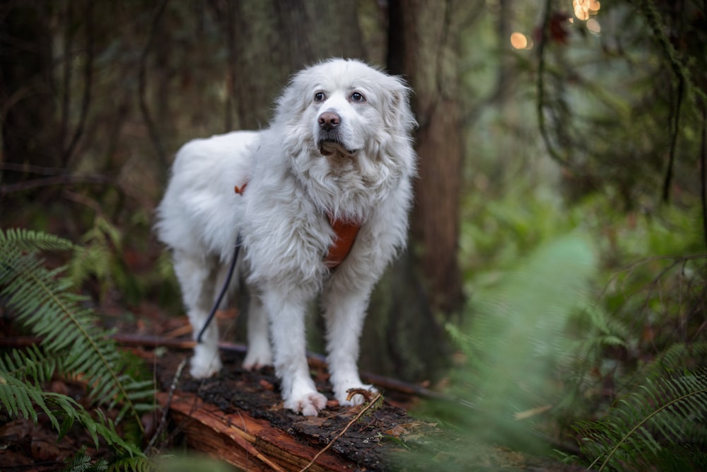 a white dog standing on a log in the woods