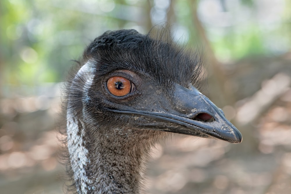 a close up of a bird with a blurry background