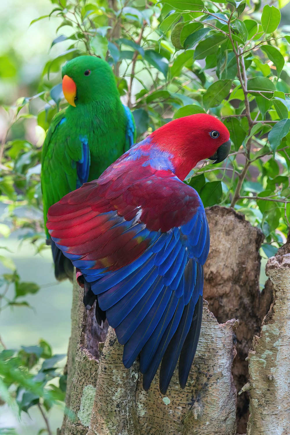 Dos pájaros coloridos encaramados en lo alto de un árbol
