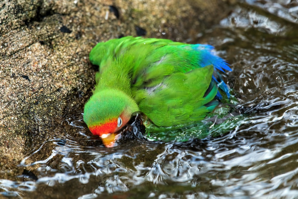 a green bird drinking water from a pond