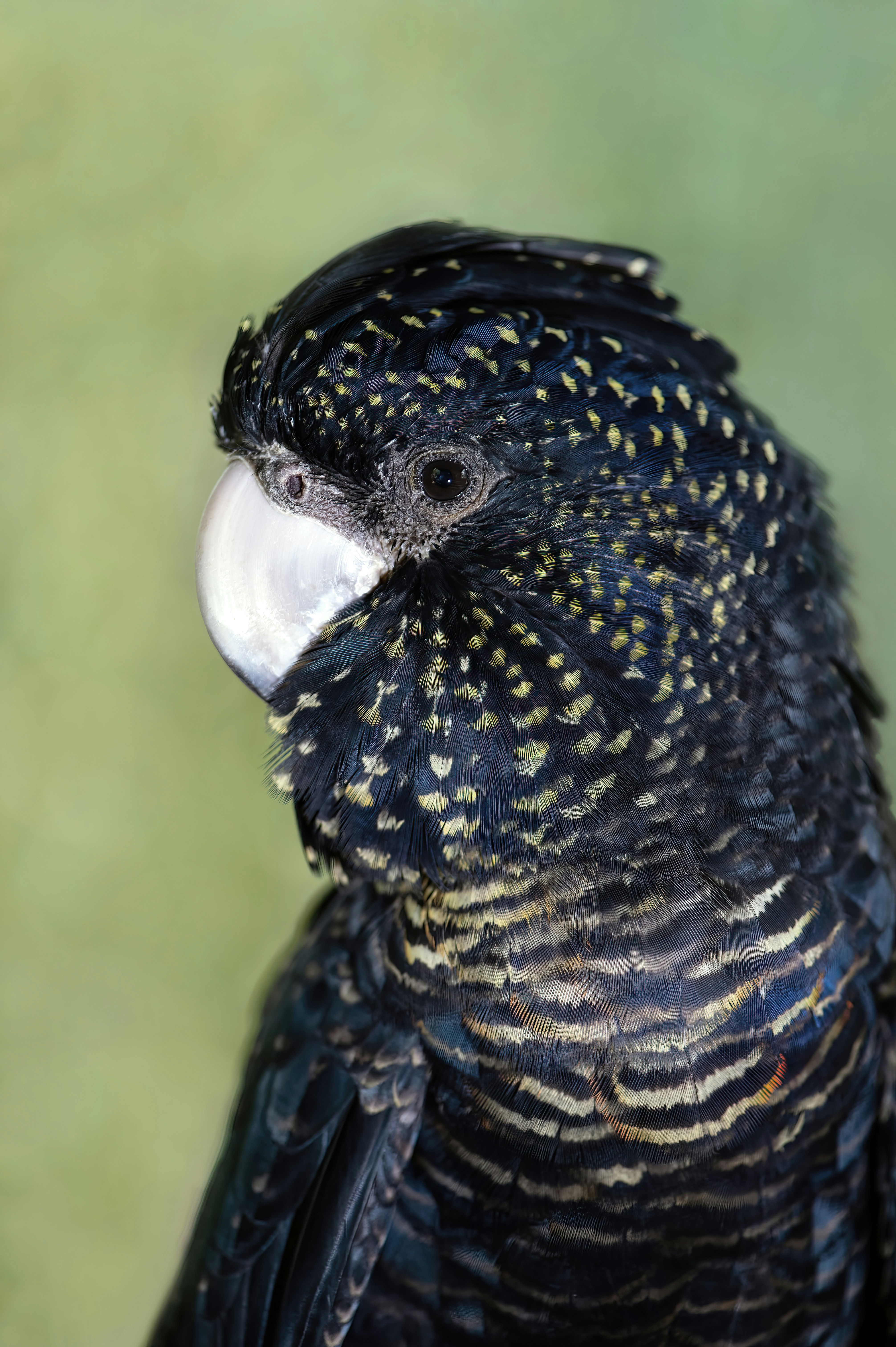 a close up of a bird with a green background