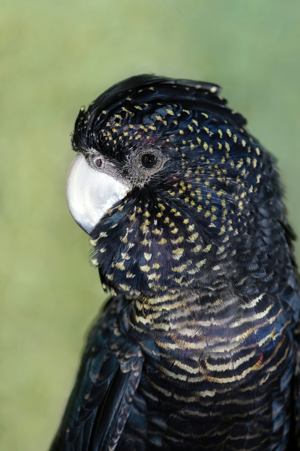 a close up of a bird with a green background
