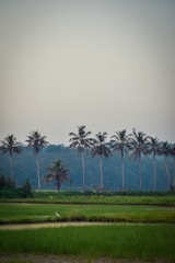 A row of tall palm trees stands majestically against a backdrop of lush greenery and a clear sky. In the foreground, vibrant green rice paddies stretch across the landscape with a serene ambiance. A solitary white bird can be seen near the water, adding a touch of life to the tranquil scene.