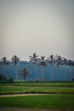 A row of tall palm trees stands majestically against a backdrop of lush greenery and a clear sky. In the foreground, vibrant green rice paddies stretch across the landscape with a serene ambiance. A solitary white bird can be seen near the water, adding a touch of life to the tranquil scene.