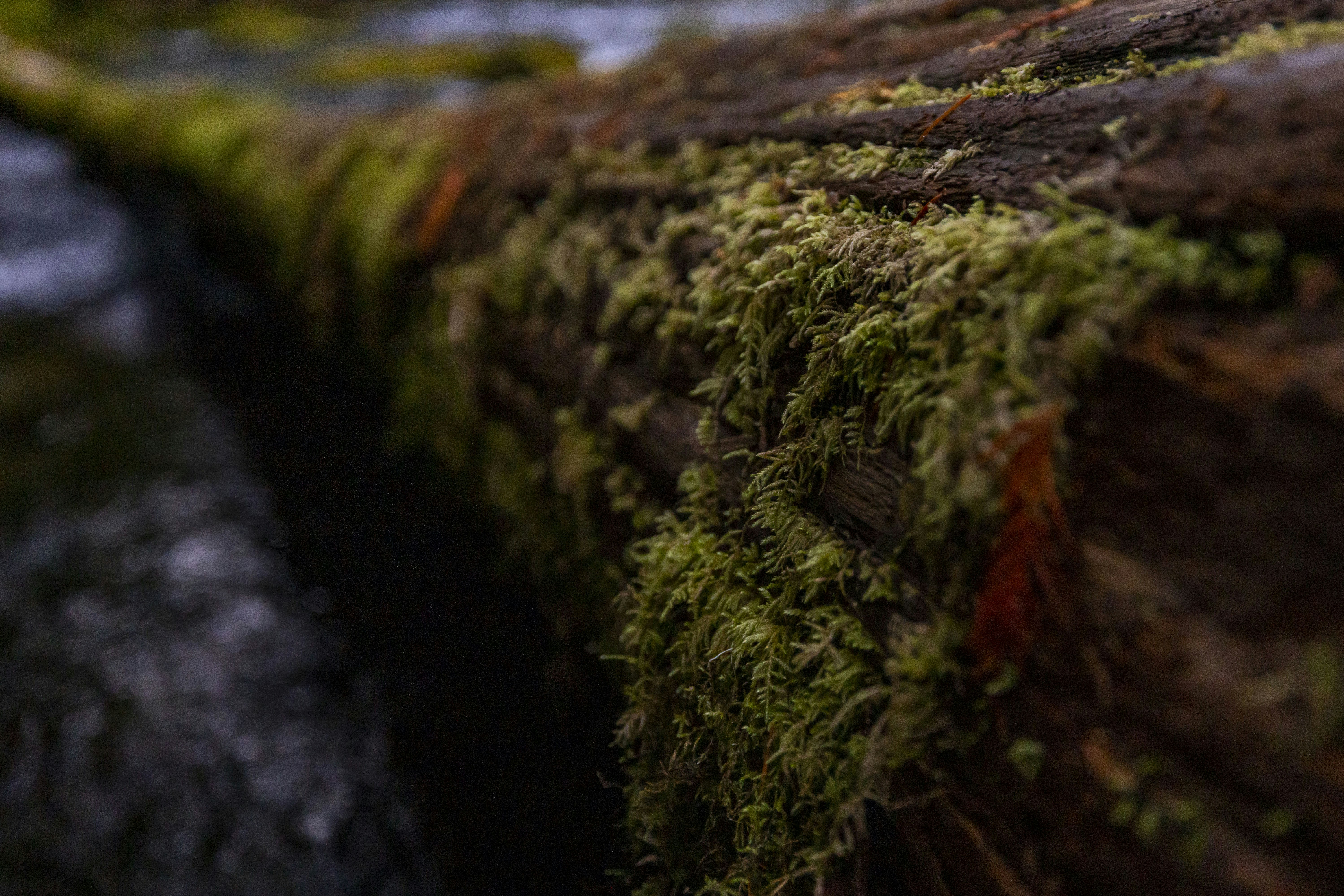 Photo by leo_visions_