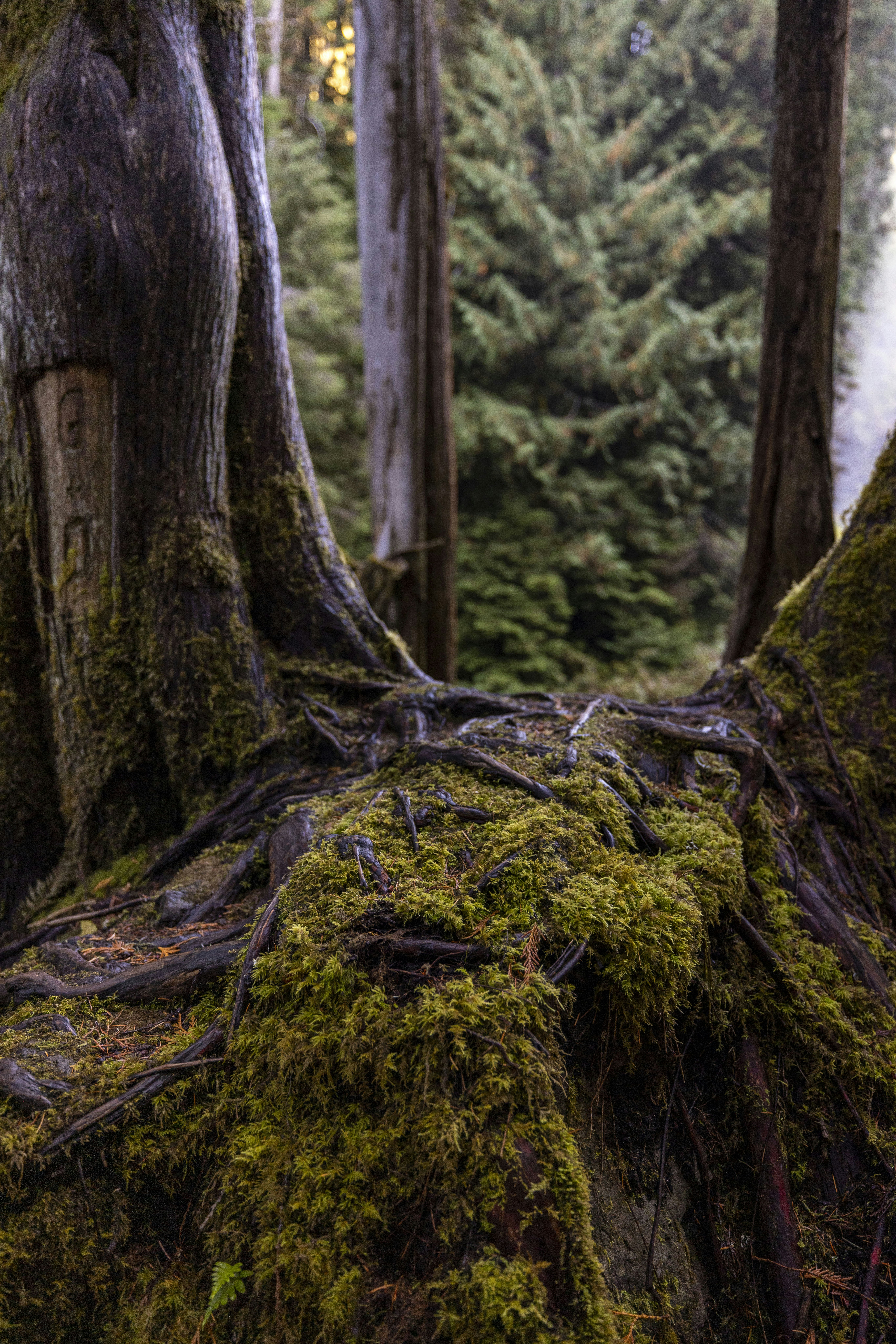 Photo by leo_visions_