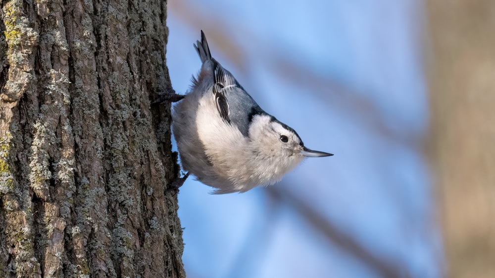 a white and black bird is perched on a tree