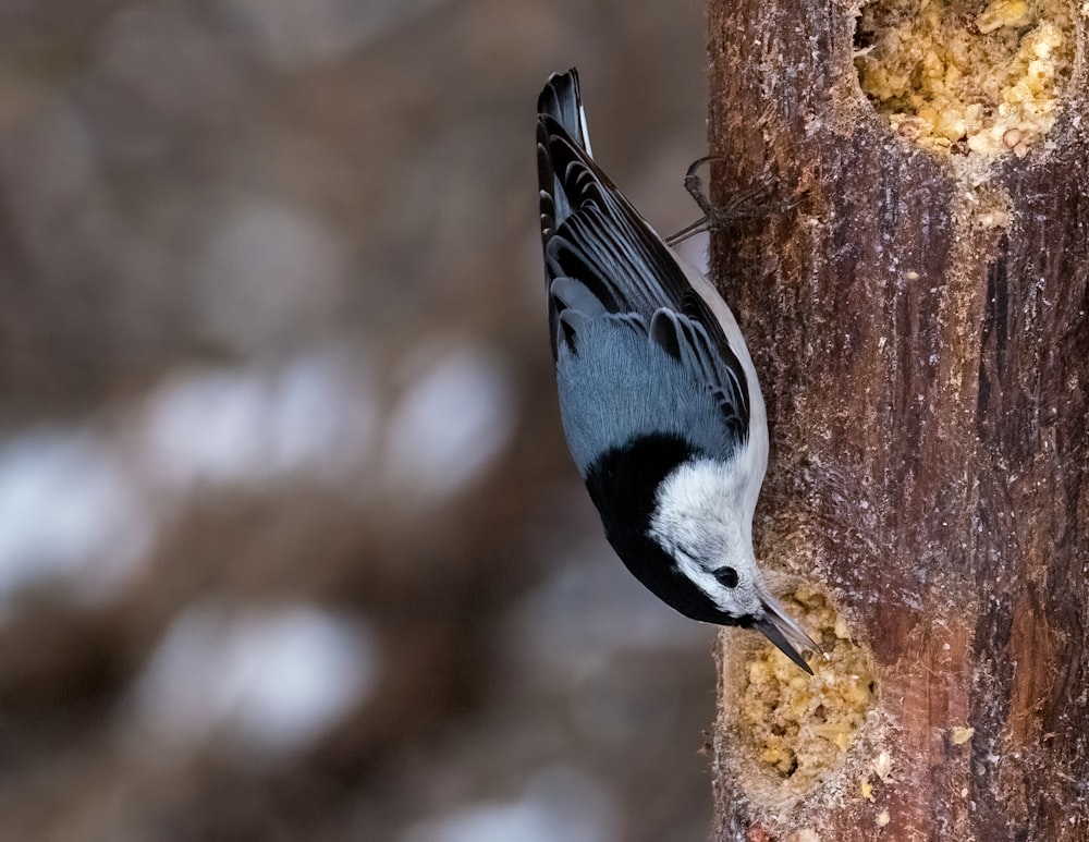 a black and white bird on a tree