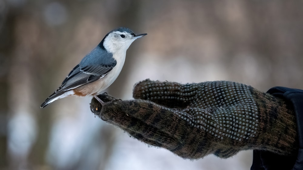 a small bird perched on the palm of a person's hand