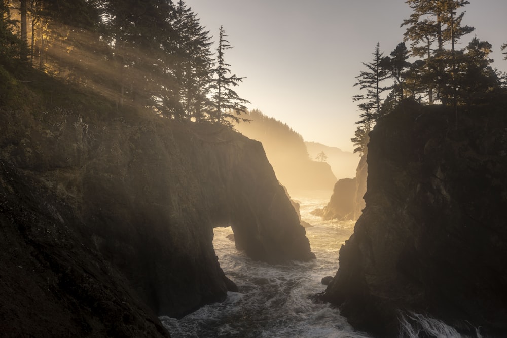 the sun shines through the trees on a foggy day