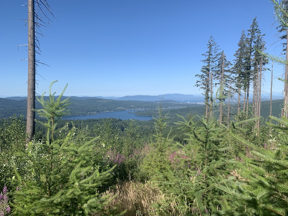 a scenic view of a lake surrounded by trees