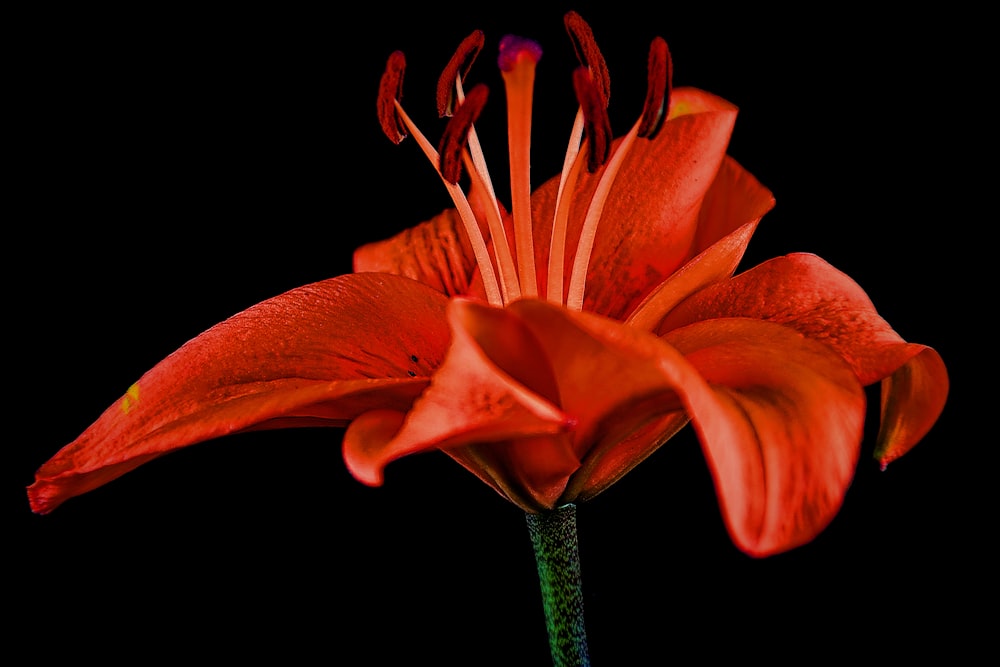 a close up of a red flower on a black background