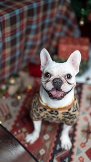 A French Bulldog wearing a leopard-print sweater is sitting on a colorful geometric-patterned rug. The background includes a plaid blanket and some Christmas decorations.