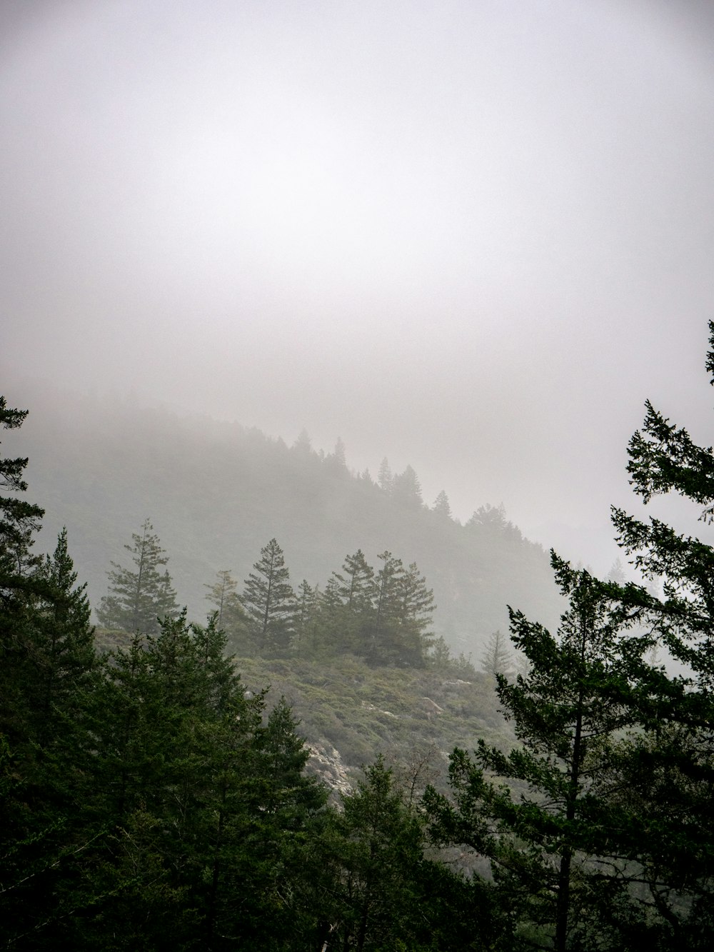 a foggy mountain with pine trees in the foreground