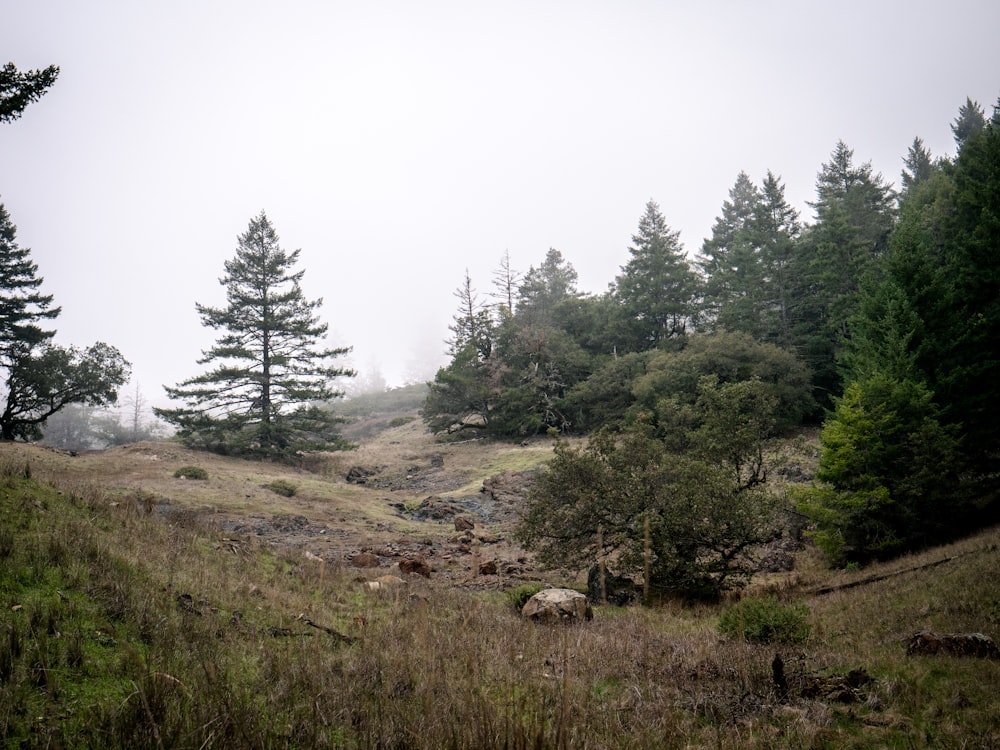 a foggy day in the woods with trees and rocks
