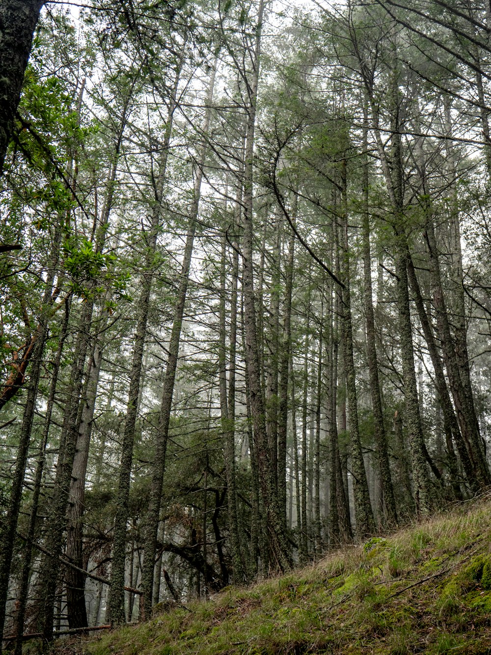 a person riding a bike down a hill in the woods