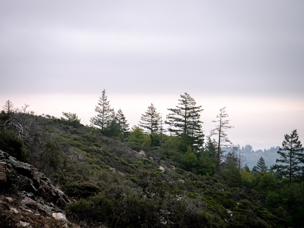 a hill with trees on the side of it