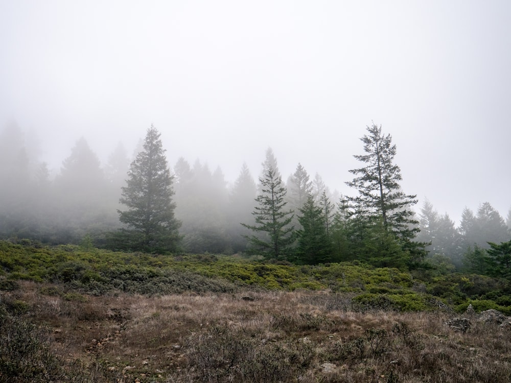a field with trees and fog in the background