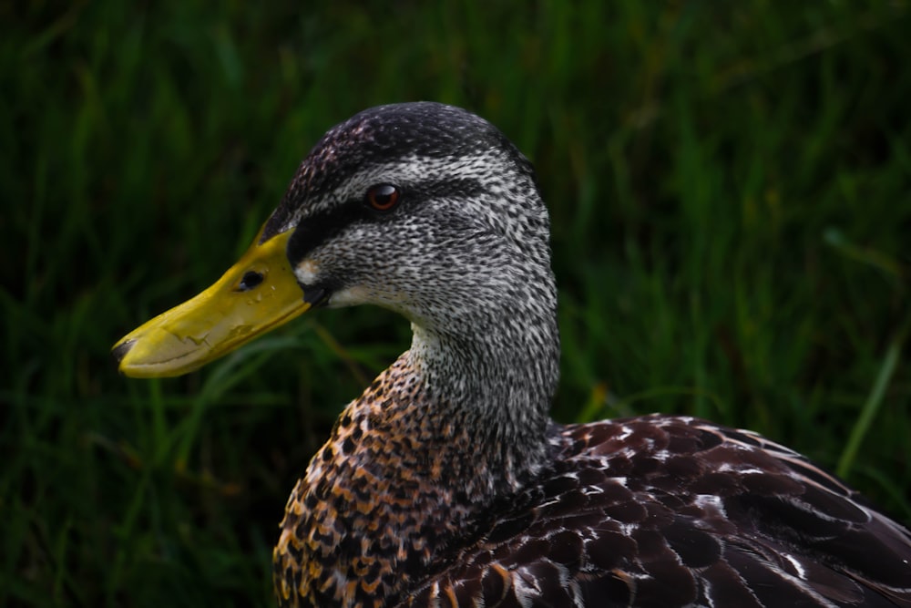 a close up of a duck in a field of grass